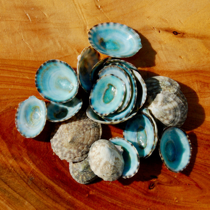 Green Limpet Shells Natural Seashell