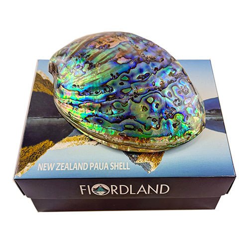 12cm Polished NZ Paua Shell in Descriptive Box - ShopNZ