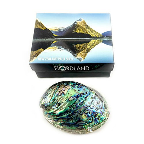 12cm Polished NZ Paua Shell in Descriptive Box - ShopNZ