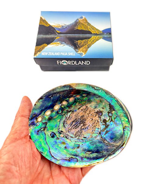 12cm Polished NZ Paua Shell in Descriptive Box - ShopNZ