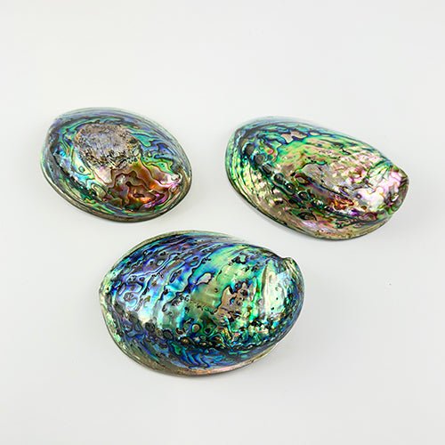 12cm Polished NZ Paua Shell in Descriptive Box - ShopNZ