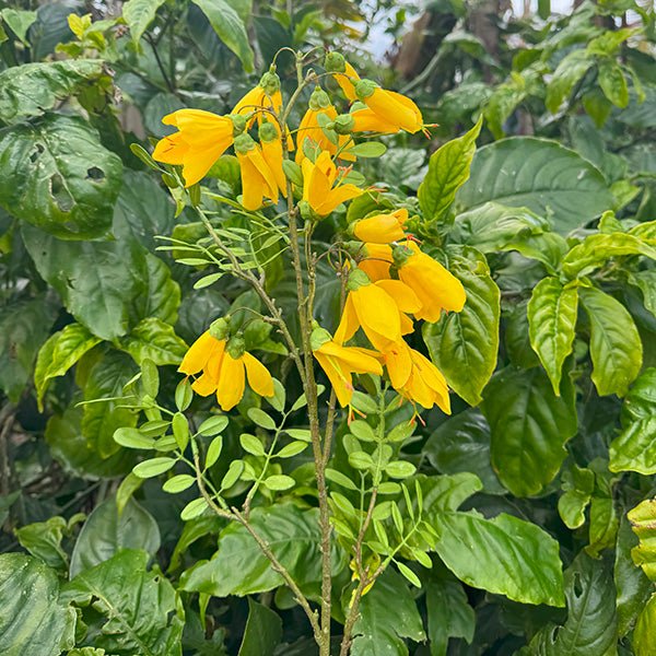 Beautiful NZ Kowhai Artificial Flower Branch - ShopNZ