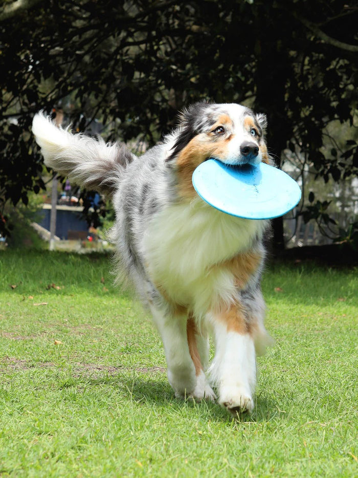 DOOG Fetchables - Fetch-A-Disk