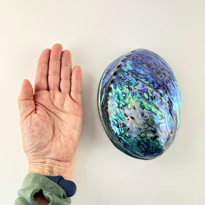 Top Grade XL Size Polished NZ Paua Shell - ShopNZ