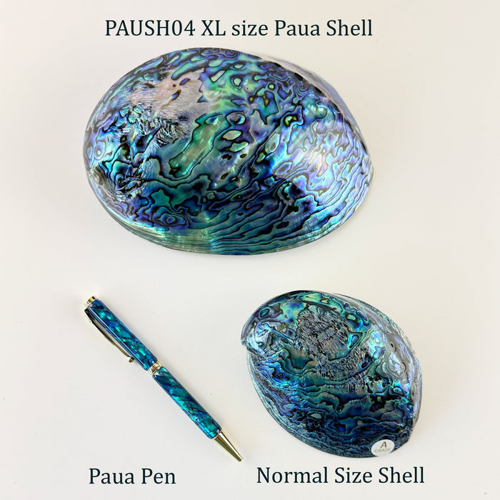 Top Grade XL Size Polished NZ Paua Shell - ShopNZ
